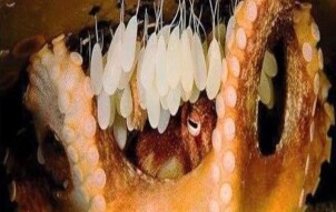 The most interesting sea creature in the world.Don't be too surprised at reading more !!!!