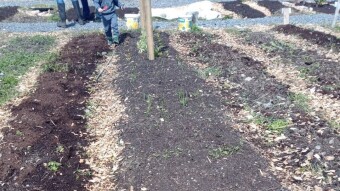 Our Vegetable Plots #2