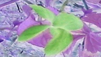 Violets: what is their color?