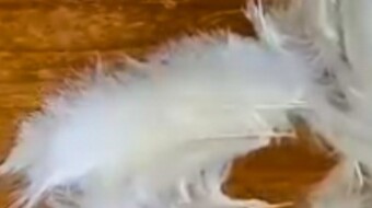 I've lost the Angel's Feather