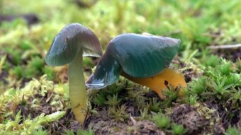 Parrot waxcap (Gliophorus psittacinus) - Striking Similarities in Different Creatures on Earth