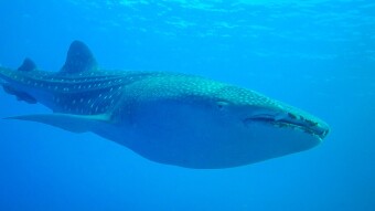 Big Fish Country