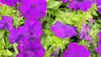 Photography of different flower