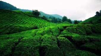 Tea hills of Malaysia - the tea-strawberry-lavender craze - Cameron Highlands