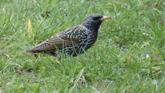 Cooperation between starlings and moles