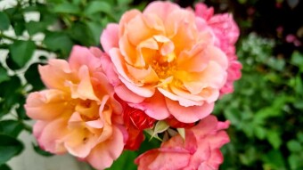 Rose flower photography