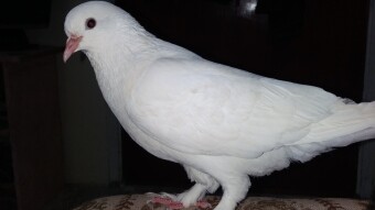Pigeon Photography