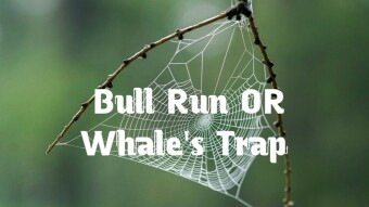 Bull Run OR Whale's Trap