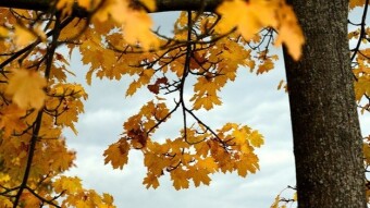 Use your leaves!
