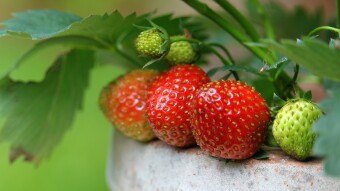 Container Gardening - No Yard Required!