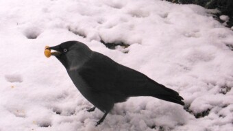 My bird companions in the winter season - favorite bench and favorite Eurasian jackdaw