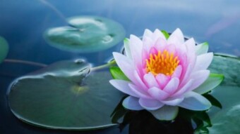If You Feel Like Sinking In The Mud, Be A Lotus Flower