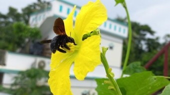 Flower Photography.