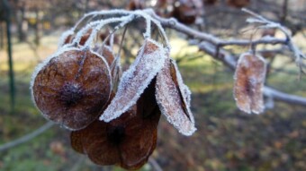 A beautiful sunny day to go for a walk - My Actifit Report Card: November 29 2022