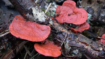 Cinnabar polypore - an arboreal mushroom with a beautiful cinnabar color