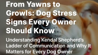 From Yawns to Growls: Dog Stress Signs Every Owner Should Know