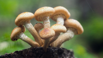 Armillaria mellea