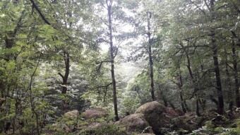 The Dreadful Thought That Someday, Forests May Not Exist Anymore!