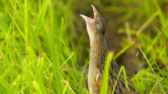 Corncrake - a tireless singer and seducer