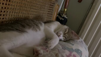 LOCOstories #13 my wife and our cat sleeps at the same pillow