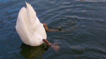 I came to feed them and here's a greeting - Mute Swan 😊