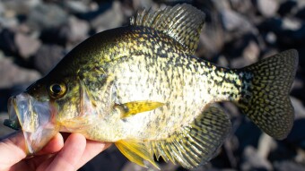 Casting for Crappies: Tips and Techniques for Successful Fishing