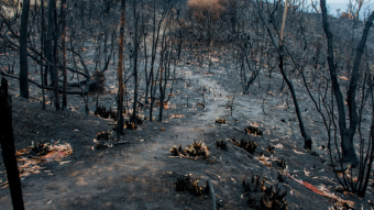 HELP FUND THE RECOVERY FROM WILDFIRES IN AUSTRALIA