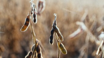 Food Plots: Determinate vs Indeterminate Soybeans