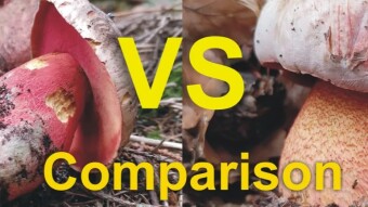 Spruce and fir blood beetle versus purple blood beetle, comparison