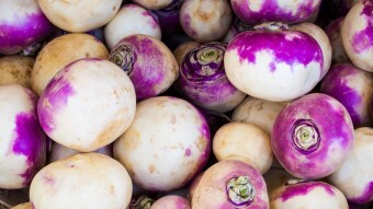 Three Lessons for Crypto Turnips