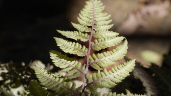 Autumn and Ghost Ferns - Macro Photography