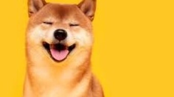 Shiba Inu (SHIB) is a relatively new