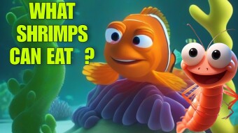 🙀 WHAT SHRIMPS CAN EAT ? 🦐 THE ANSWER WILL SURPRISE YOU