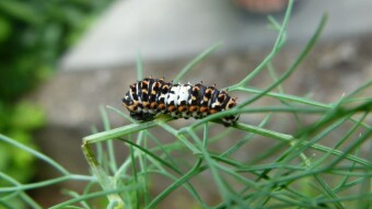 Balcony Creatures #2