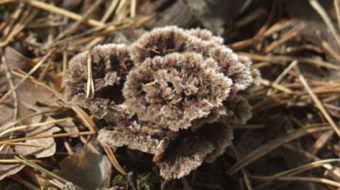 Mushrooms occurring in Europe - Thelephora terrestris