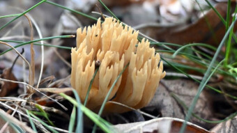 Beautiful mushrooms of the autumn season - Pine coral mushroom (Phaeoclavulina eumorpha)