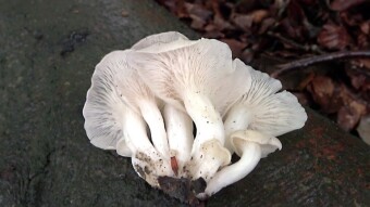 Phoenix mushroom (Pleurotus pulmonarius) a rarity among oyster mushrooms