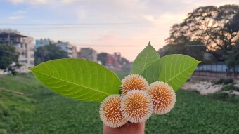Beautiful photography of Kadam flowers.