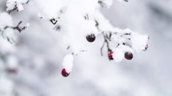 Enjoying amazing snowfall in Vilnius, Lithuania