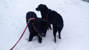 Puma and Max Enjoying Fresh Snow