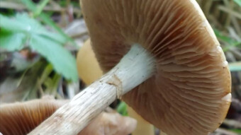 Little known edible mushrooms -Agrocybe praecox