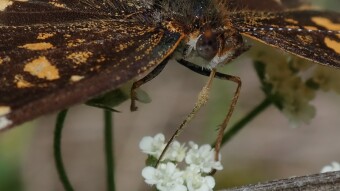 Butterfly looking for Nectar