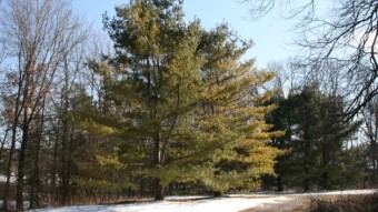 Weekday Walk in the Woods
