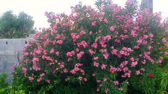 Oleanders