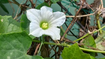 Flower Photography.