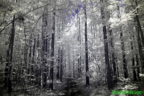Ultraviolet and Infrared Photography - Walking through a Pine forest trail