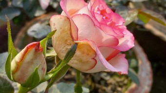 Rose Flower Photography.
