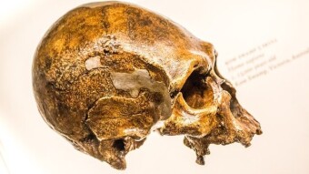 Dopamine - The Driving Force Behind The Neanderthal Hunter and The Modern Society's Junkies
