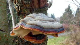 Winter visits and autumn memories - arboreal mushrooms