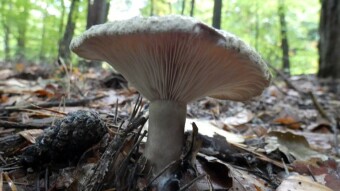 Ugly milk-cap and Club-foot - Conditionally edible mushrooms